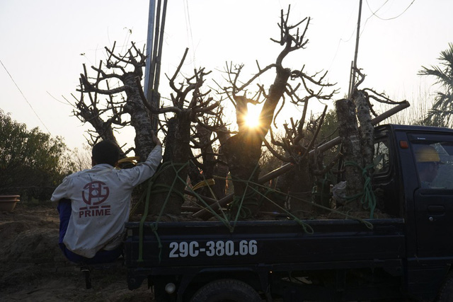 Hoa đào Tết Nhật Tân nở sớm